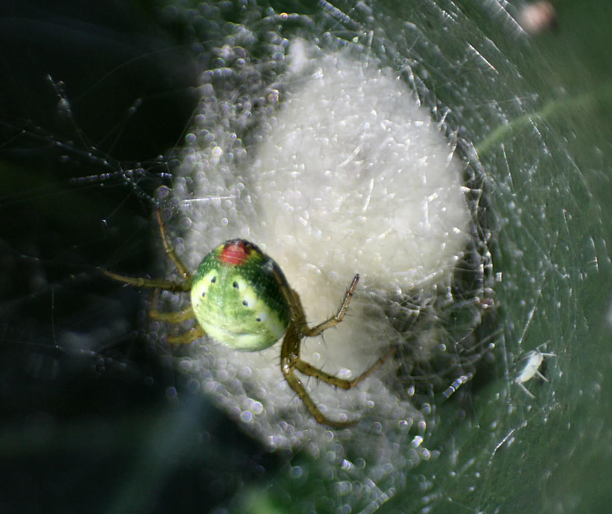 Araniella sp. - Lesmo (MB)